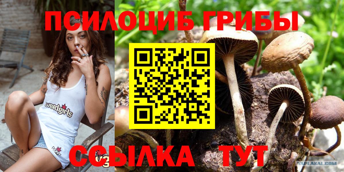 Псилоцибиновые грибы Psilocybine cubensis Воркута